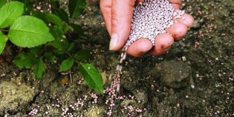 Kako hraniti ruže tokom cvatnje na otvorenom polju